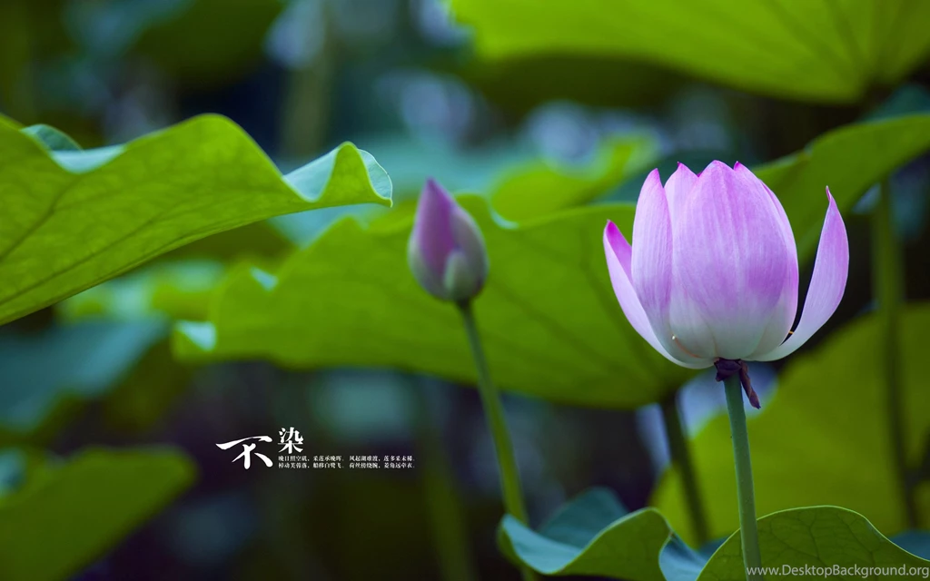Lotus Windows 8 Theme And Backgrounds