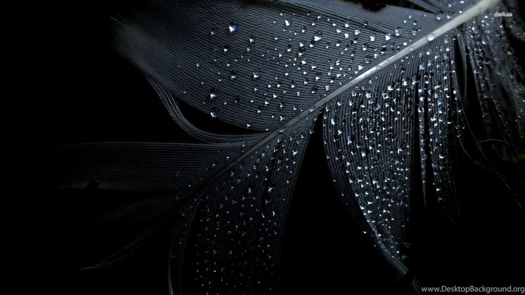 Wet Feather Wallpapers Artistic Wallpapers