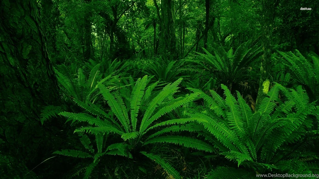 Ferns Wallpapers Nature Wallpapers