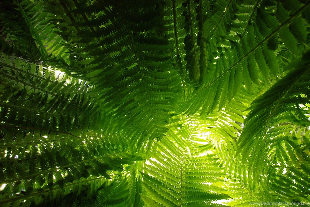 A Beam Of Light Through The Fern Wallpapers And Images ...
