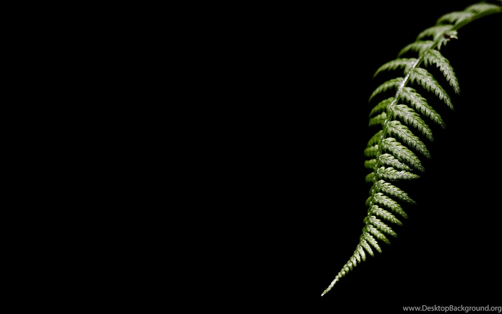 Fern Computer Wallpapers, Desktop Backgrounds