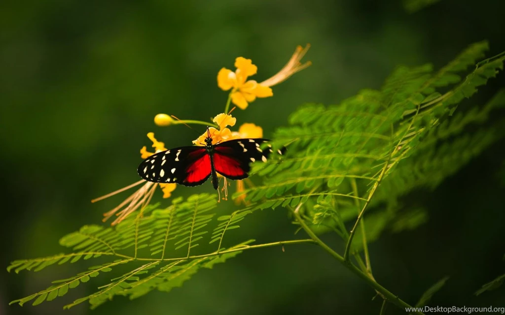 Butterfly On A Fern (