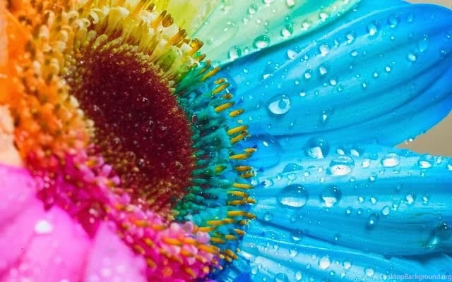 Free HD Wallpapers: Top 10 Flowers HD Wallpapers