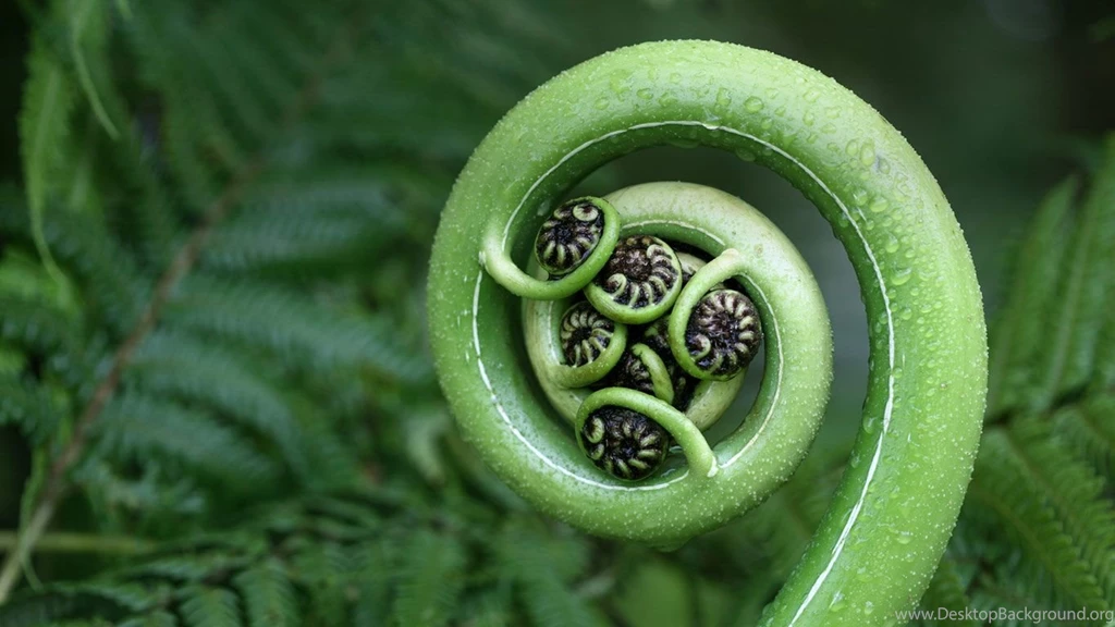 Bing Wallpapers Archive