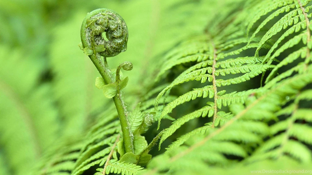 Baby Fern >> HD Wallpaper, Get It Now!