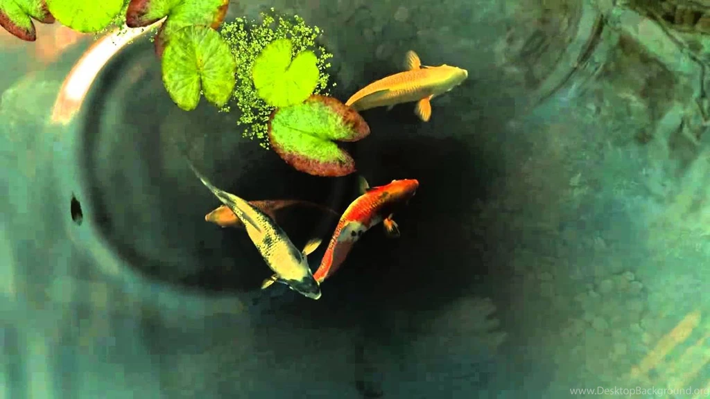 Koi Fish Live Wallpapers   YouTube