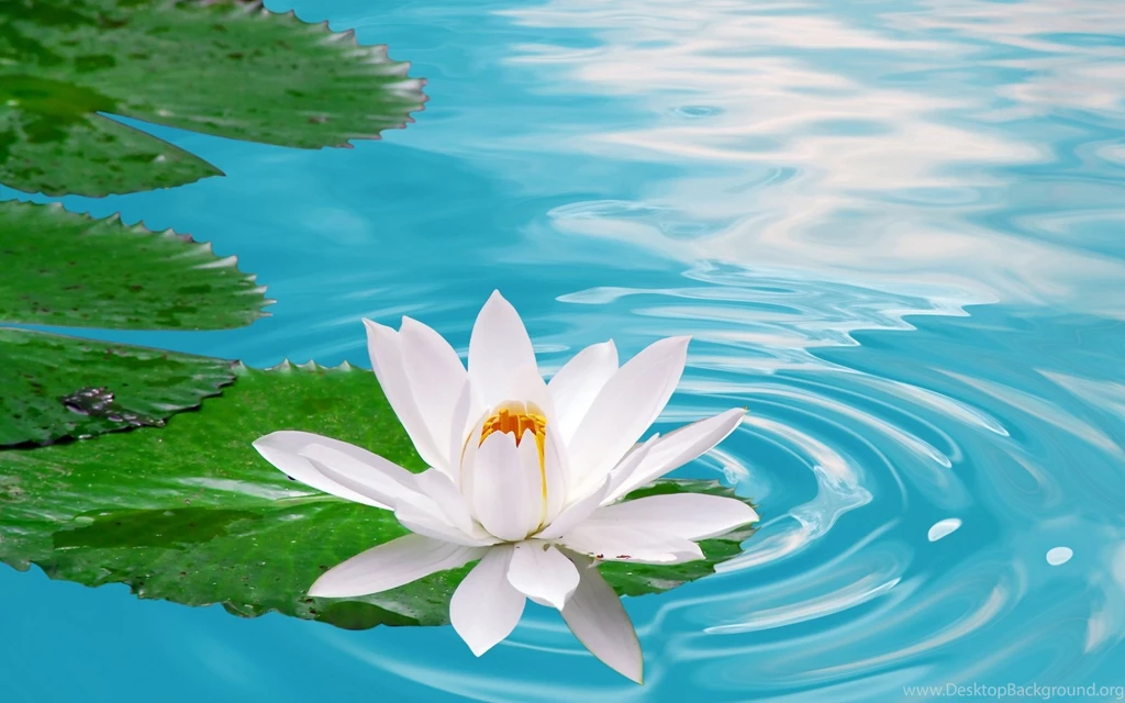Beuatiful Flower HD Wallpapers Free New HD Wallpapers