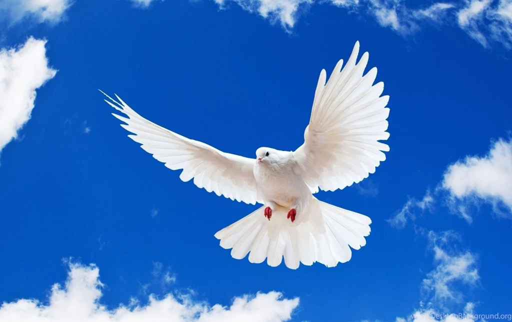 Peace Dove Pictures