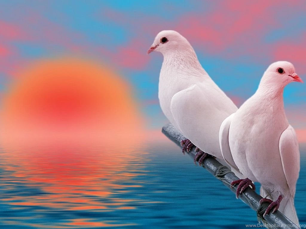 Peace Dove Pictures