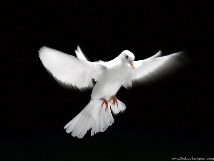 Flying Dove