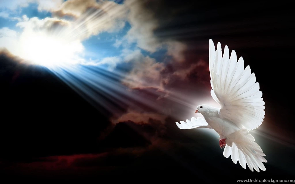 Pictures > Beautiful Dove Wallpapers