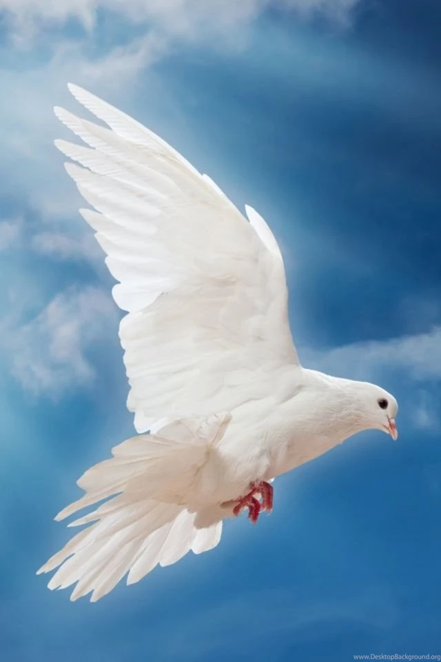 Dove Peace Sky Pigeon White Mobile Wallpapers Mobiles Wall