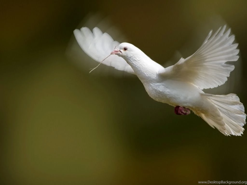 White Dove Flying Desktop Wallpapers.jpeg