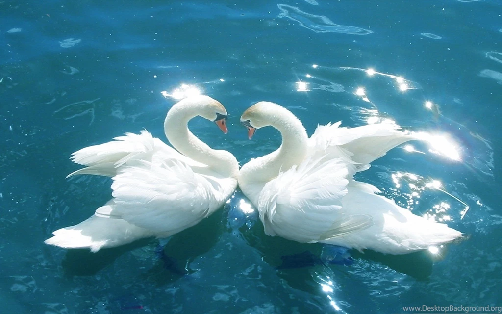 Love Birds HD Wallpaper, Love Birds Images Free, New Wallpapers