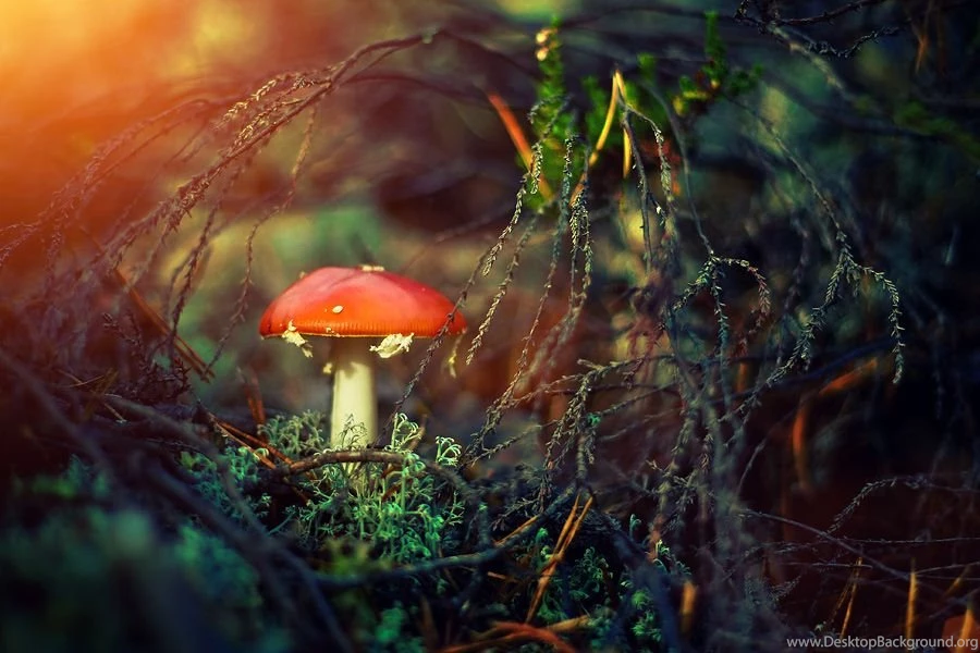 Quotes About Magic Mushrooms. QuotesGram
