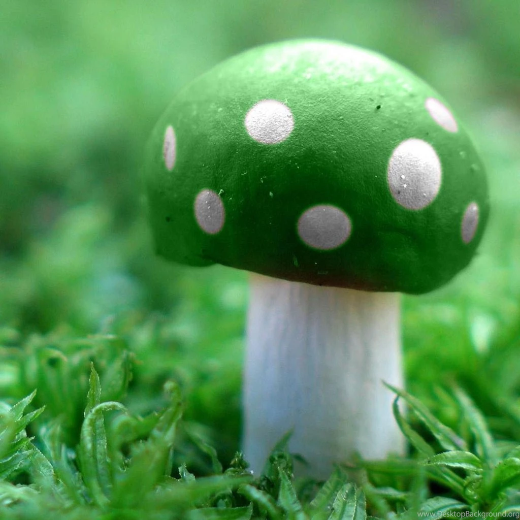 Magic Mushrooms Wallpapers Wallpaper.