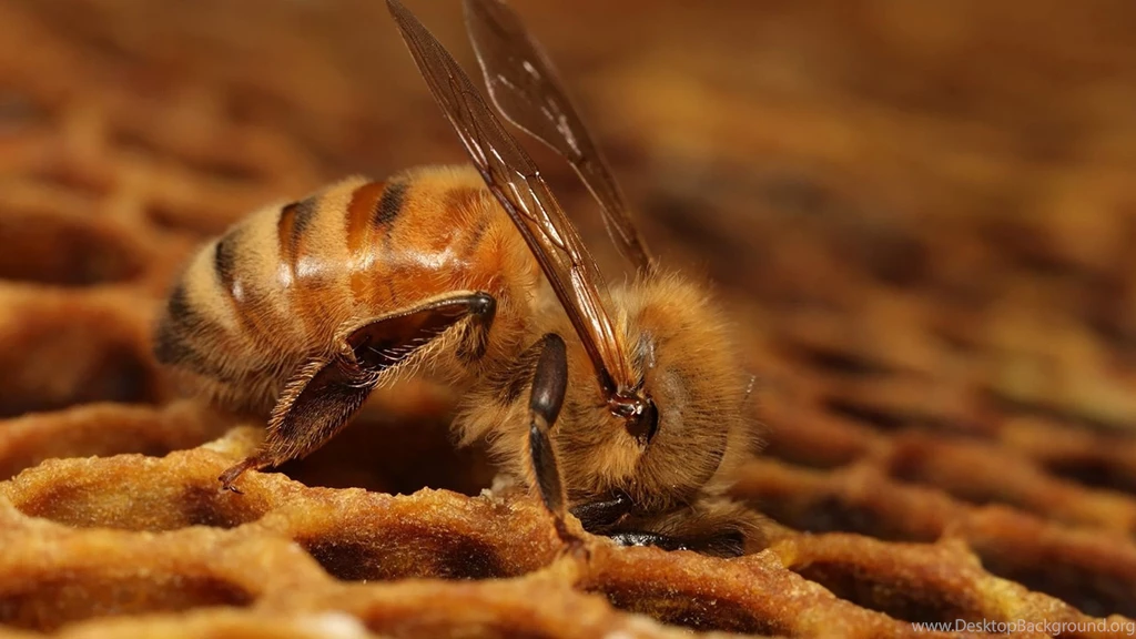 Honey Bee Desktop Wallpapers , New Wallpapers, New Wallpapers