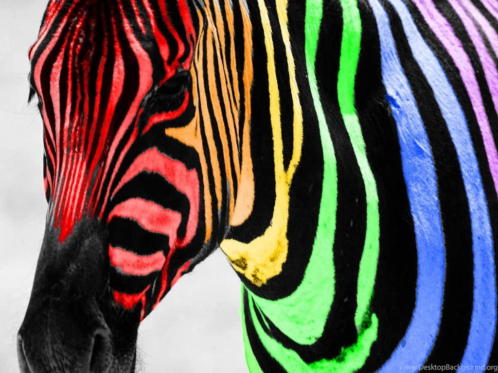 Wallpapers Rainbow Colors Free Zebra Color Splash The 1024x768 ...
