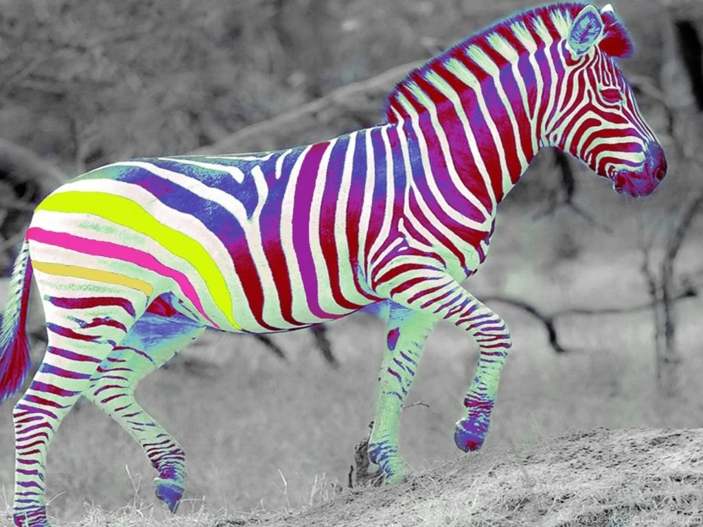 Colorful Zebra Wallpapers BestePics