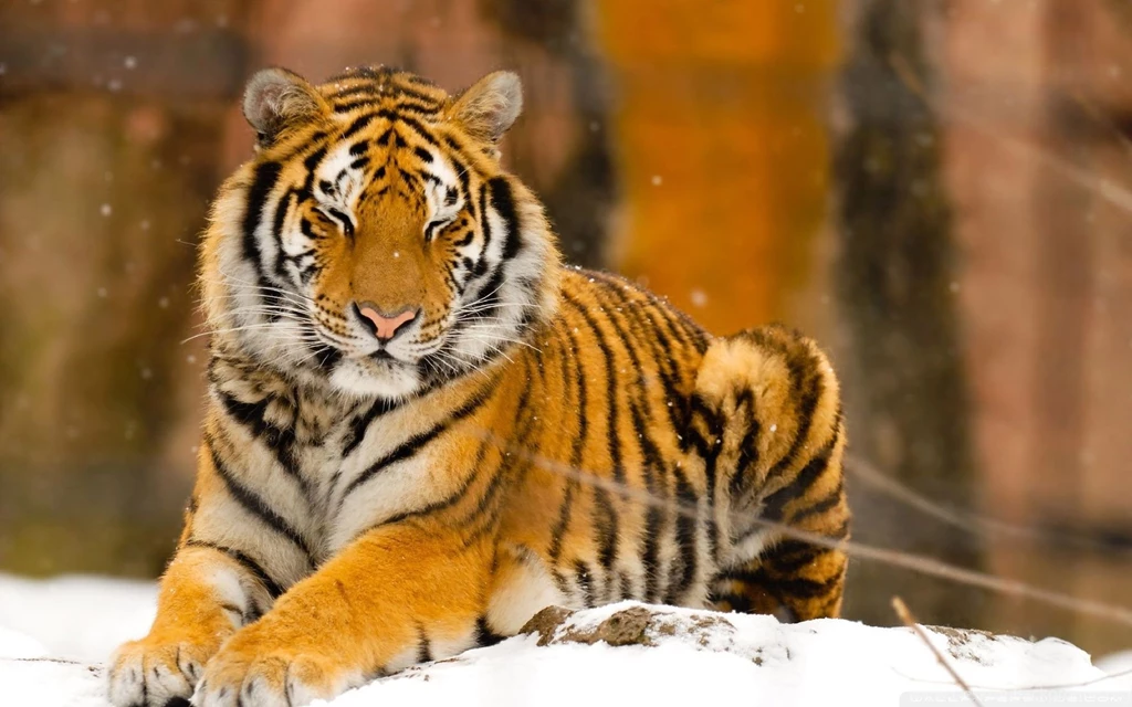 Sleepy Siberian Tiger Wild Animal Wallpapers Full HD [1920x1200 ...