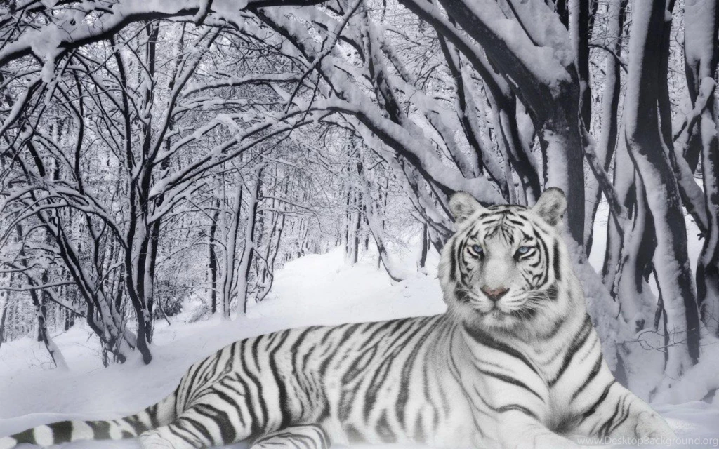 Tigers