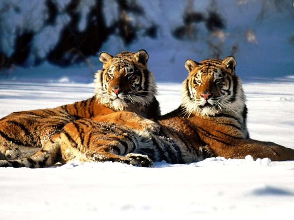 Tiger Wallpapers Zoom
