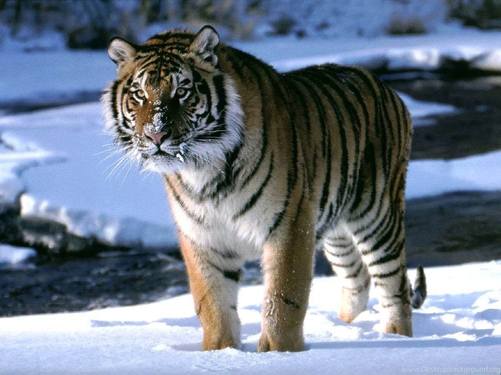 Tigers Wallpapers Wild Tiger Animal Wallpapers Gallery