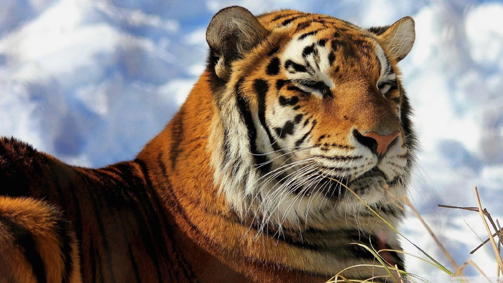 Siberian Tiger Wallpapers Desktop