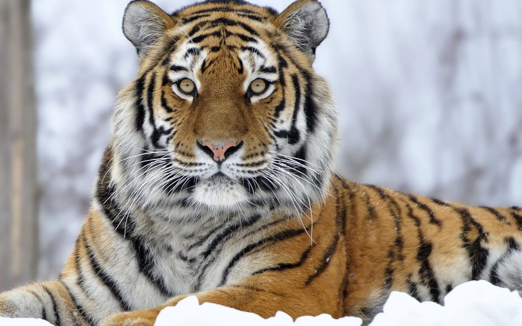 30 siberian tiger wallpaper 10.jpg