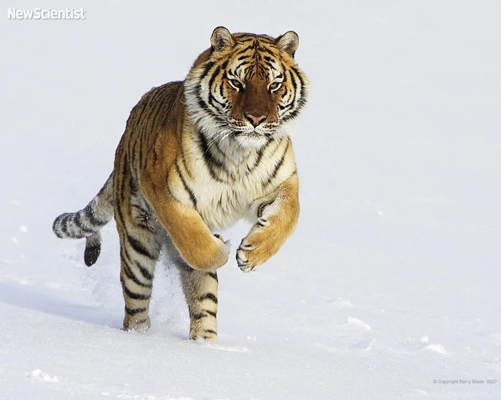 Amur Tiger Snow Amur Tigers Wallpapers (27124228) Fanpop
