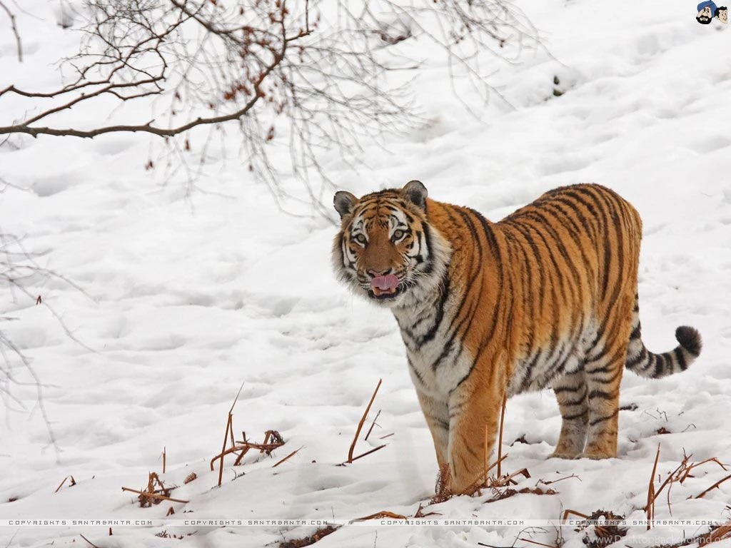 Tigers Wallpapers