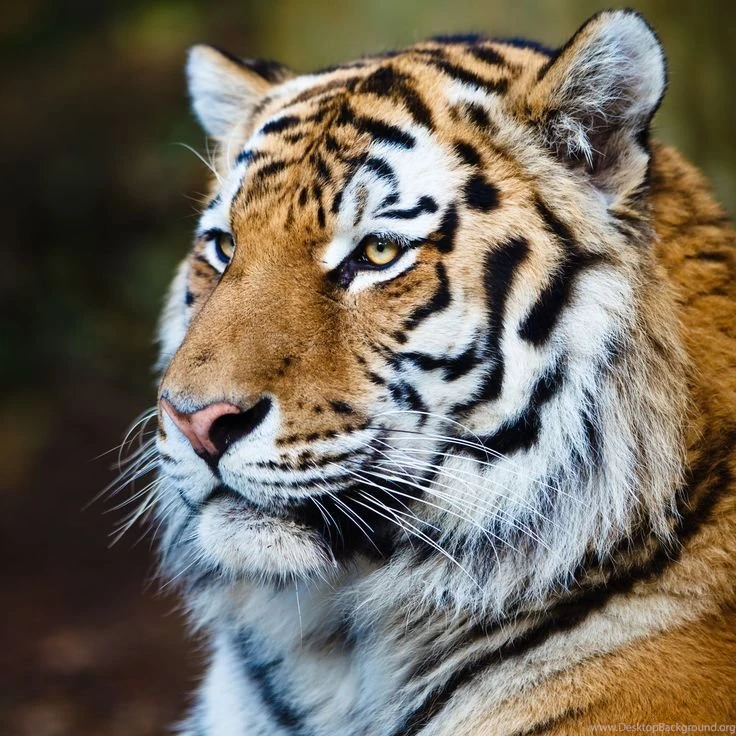 Tigers On Pinterest
