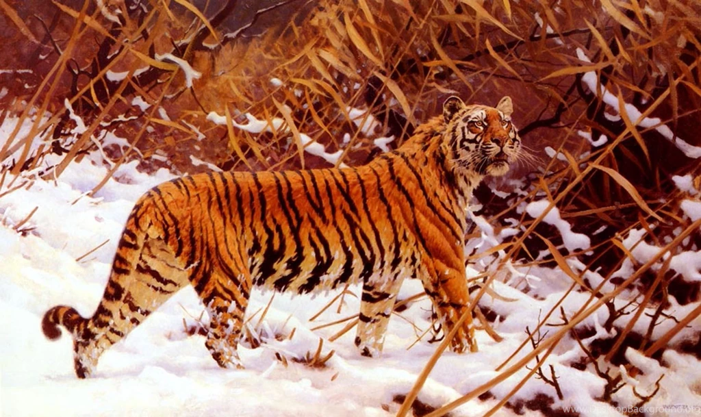 Tigers HD Wallpapers Free Download
