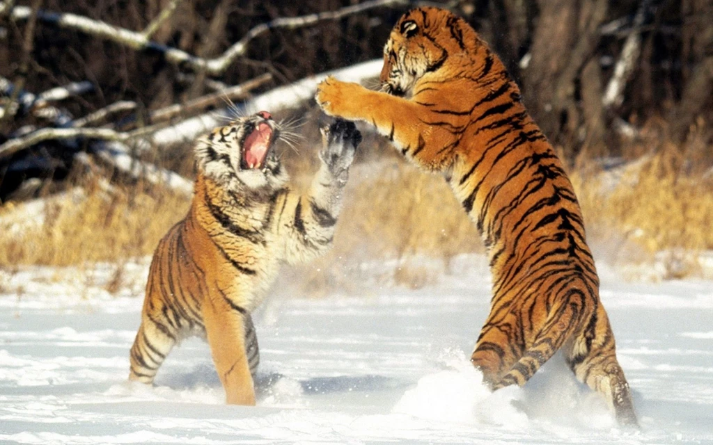 Siberian Tigers Wallpapers 132998