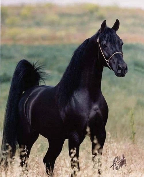 Horse Wallpapers