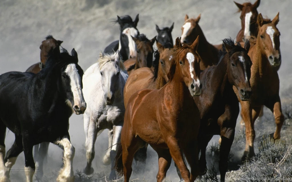 Animals Zoo Park: 9 White Running Horse Wallpapers, White Horses ...