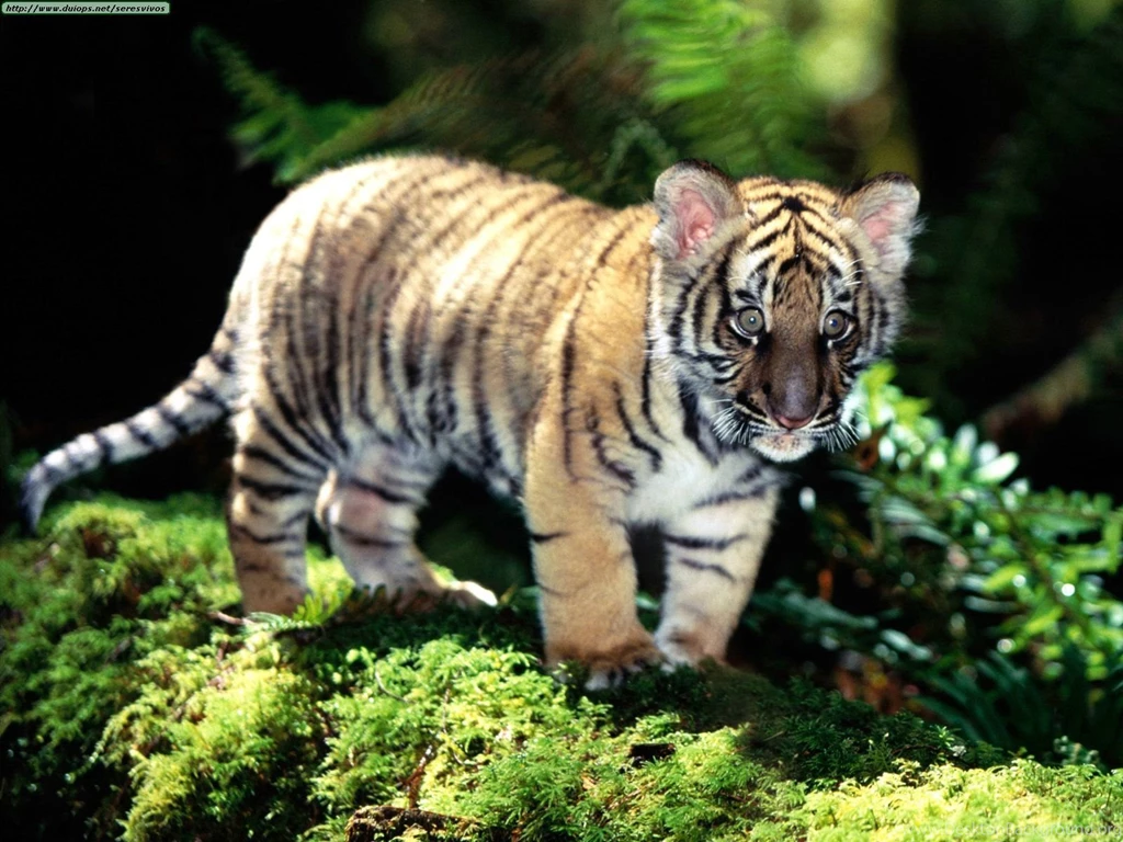 Baby siberian tiger wallpaper.jpg