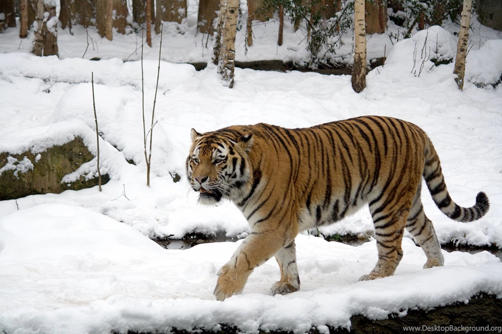 Siberian Tiger Wallpapers Animal Lovers Wallpapers