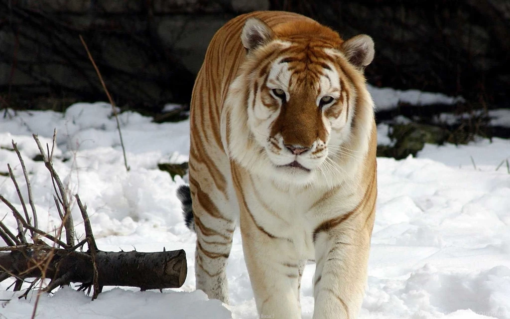 Siberian Tiger Photography   ID: 3153