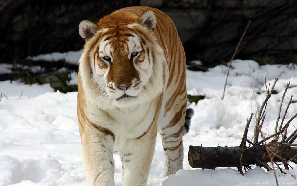 Siberian Tiger In The Snow Best Desktop Wallpa 5161 Hd Wallpapers ...
