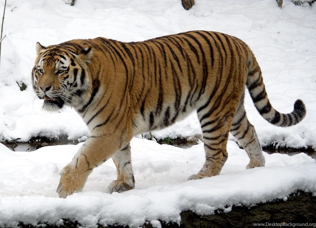 Cute Siberian Tiger Puppies Wallpapers HD   Wallpapes HD