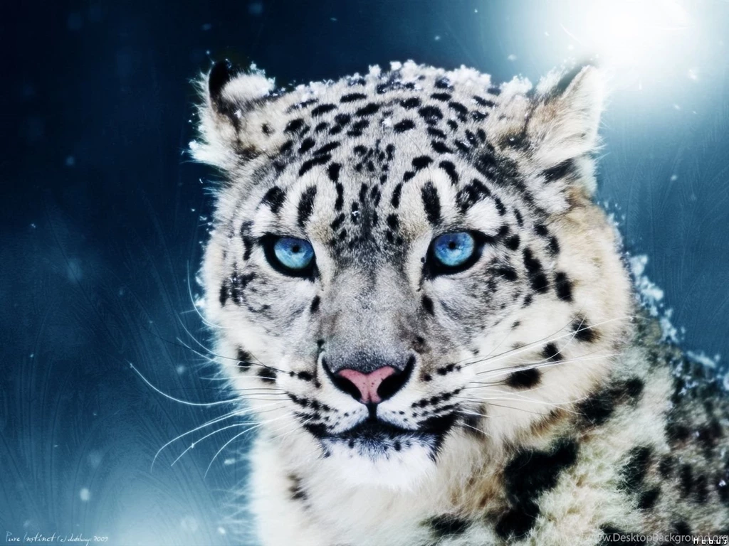 Pictures Of A White Tiger Widescreen HD Wallpapers
