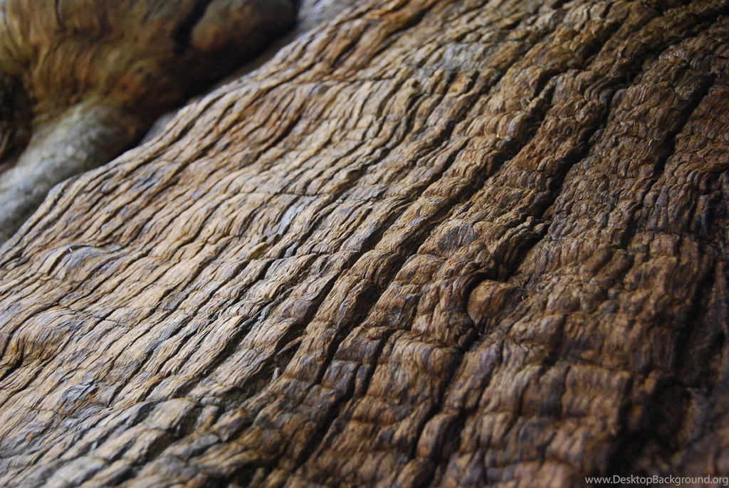 Free Large Tree Texture Or Wallpapers PASiNGA Photographs + Design