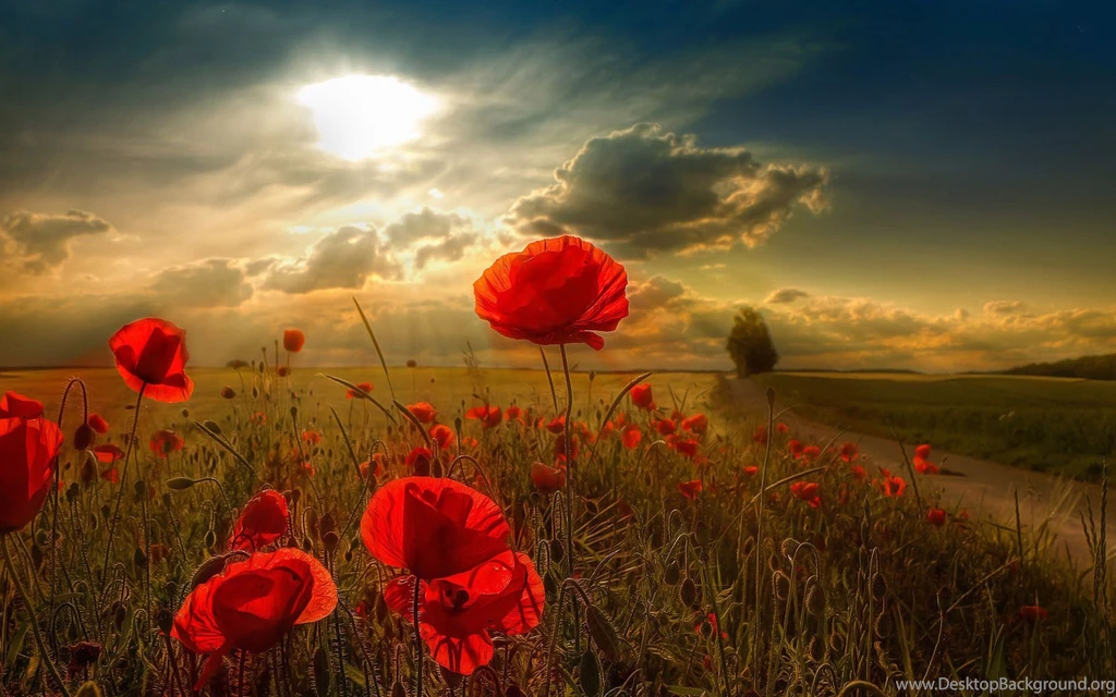 Part 2   40 Beautiful Flower Wallpapers For Your Desktop