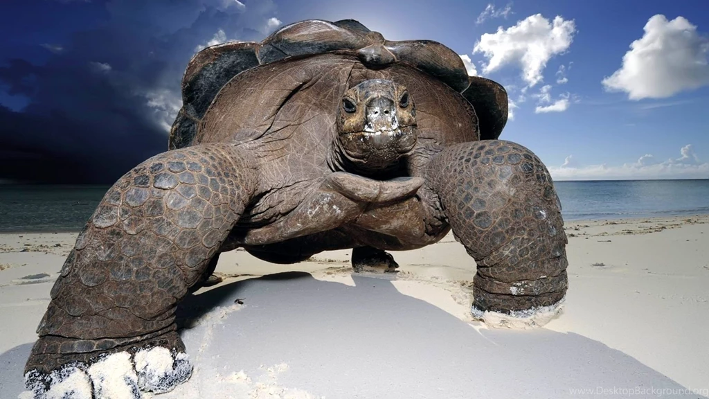 Turtle HD Wallpaper, Turtle Photo, New Wallpapers