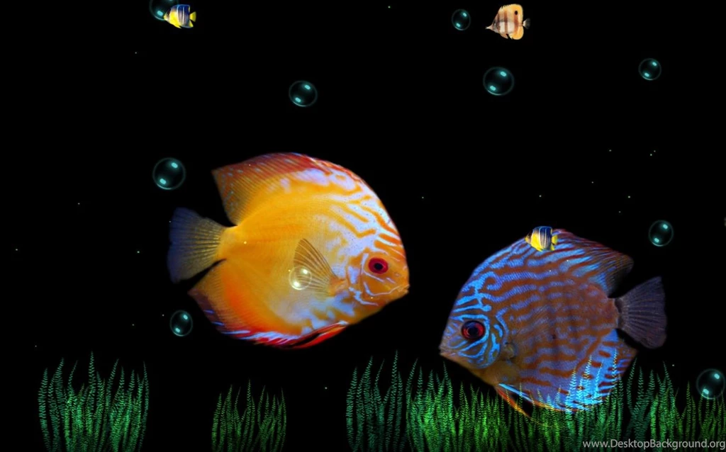 Animated Wallpapers Maker
