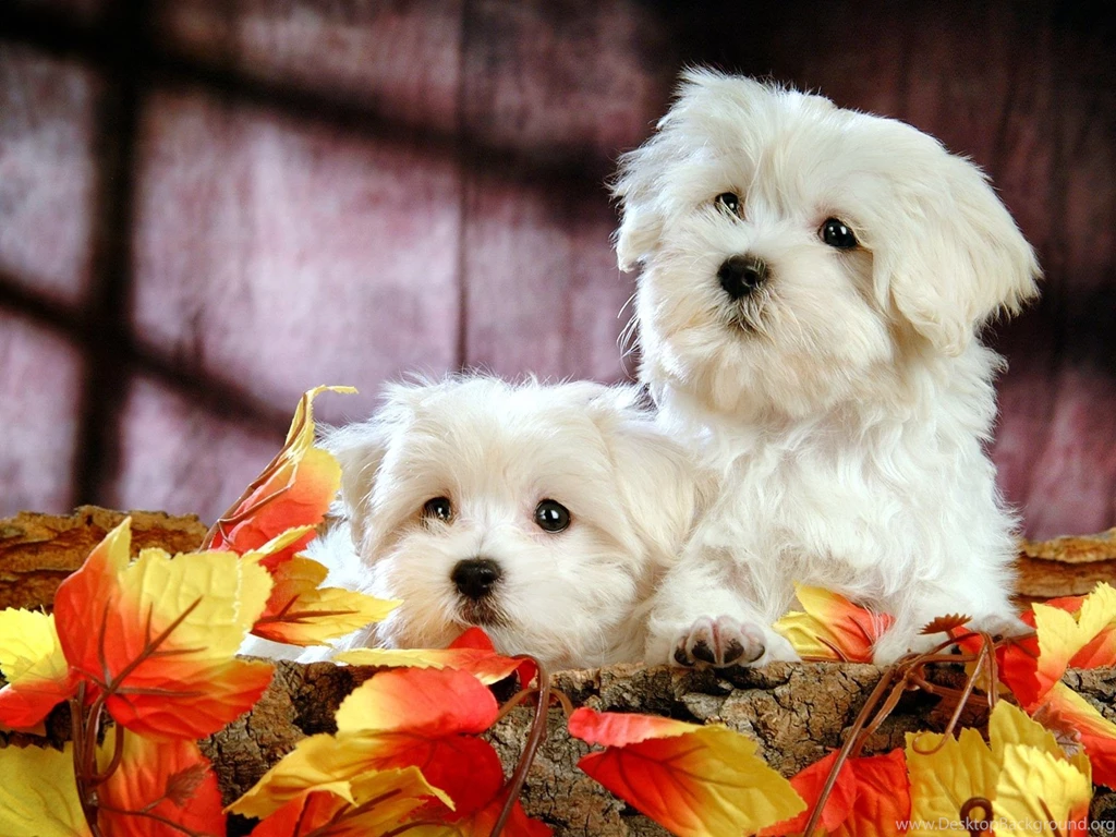 Fluffy Maltese Puppy Dogs   White Maltese Puppies Wallpapers ...