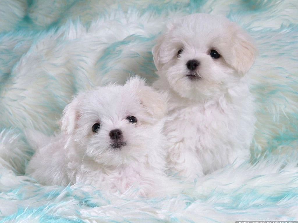 72Pics] Cuddly White Maltese Puppies (Vol.1) 1024x768 NO.28 ...