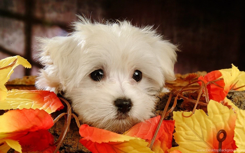 Maltese Dog Wallpapers High Resolution Stock Im
