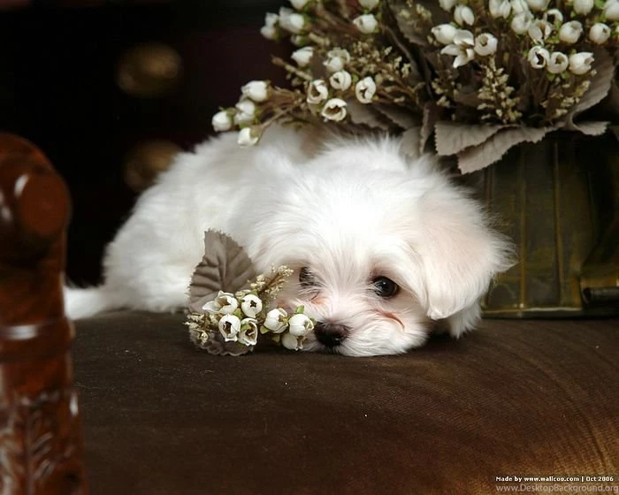 1600*1200 White Maltese Puppy Maltese Maltese Puppies Wallpapers ...